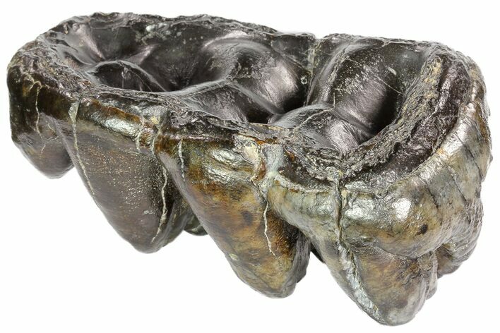 Gomphotherium (Mastodon Relative) Molar - Georgia #74437